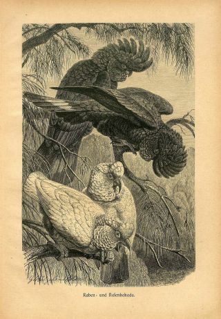 1887 Black And White Cockatoo Birds Antique Engraving Print A.  Brehm