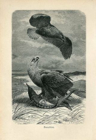 1887 Sea Eagle Birds Antique Engraving Print A.  Brehm