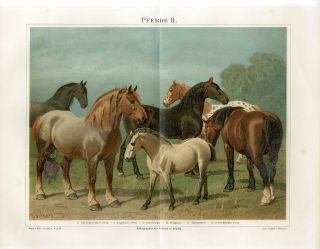 1895 Horses Breeds Swedish Pony Antique Chromolithograph Print Emil Volkers