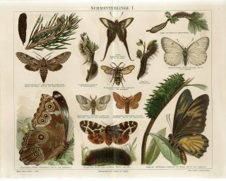 1895 Butterfly Moth Hornet Moth Antique Chromolithograph Print