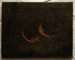 American Woodcocks Birds Nature Hunting Oil Painting Canvas Late 1800s 2