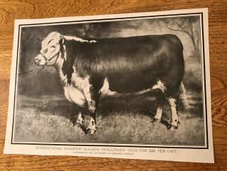 1903 Bullock Challenger Cattle Advertising Lincoln - Nebraska - Cow - Farm