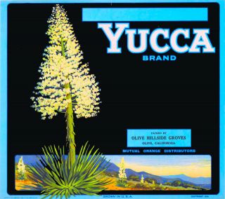 Olive California Yucca Orange County Citrus Fruit Crate Label Vintage Art Print