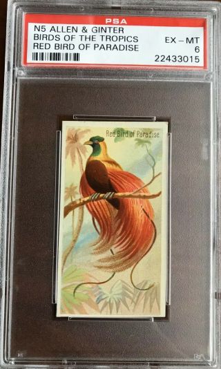1889 N5 Allen & Ginter Birds Of The Tropics Red Bird Of Paradise Psa 6 Ex - Mt