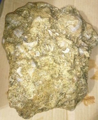 Showpiece 8 Lb.  Ancient Fossil Shell Cluster From Texas 2
