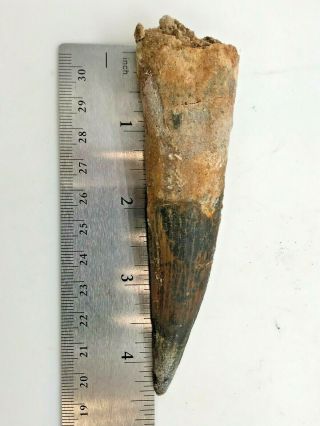 Ancient Spinosaurus Tooth - 97.  5/95 Million Years Old - RST3 3