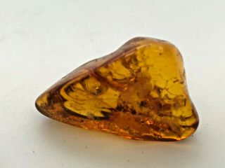 Ancient Baltic Amber - 50/60 MYO - One Insect Inside - 03657 2
