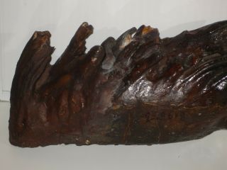 Woolly Mammoths Tooth w - 2.  96 kg.  Prehistoric Fossilized Mammal Ancient.  (3). 2