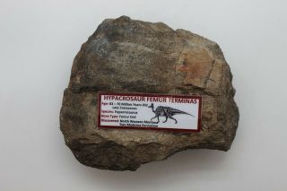 Ancient Hypacrosaur Femur Terminas - 83/70 Myo - Two Medicine Form - Hyf35