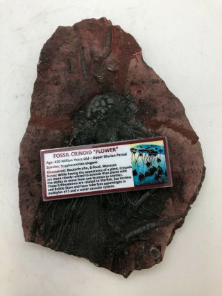 Rare Ancient Fossil Crinoid 