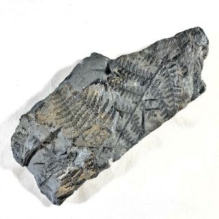 Ancient Fern Fossil Authentic Prehistoric Artifact - 300 Million Bc Alabama D