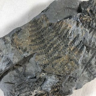 Ancient Fern Fossil Authentic Prehistoric Artifact - 300 Million BC Alabama D 2