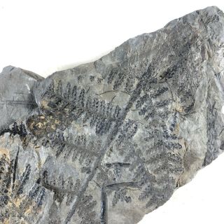 Ancient Fern Fossil Authentic Prehistoric Artifact - 300 Million BC Alabama D 3