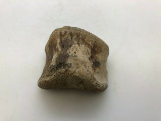 Ancient Hadrosaur Toe Bone - 67/66 Myo - Rrhtb50