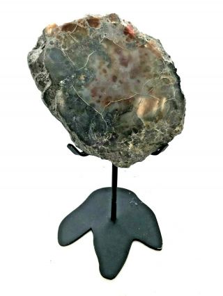 Ancient Fossil Dinosaur Poop On Stand " Coprolite " - 156/146 Myo - Utah - Large