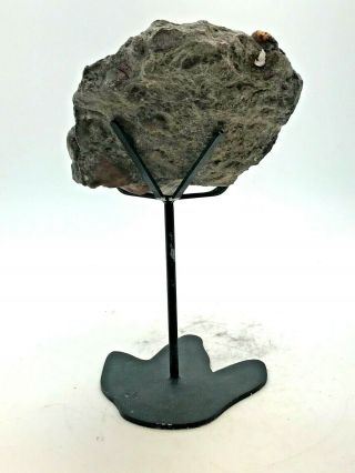 ANCIENT FOSSIL DINOSAUR POOP ON STAND 