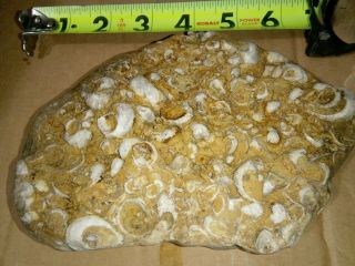Ancient Shell Cluster Fossil From Texas,  1.  56 Lbs,  Display Piece Quality