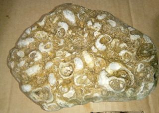 Ancient Shell Cluster Fossil From Texas,  1.  56 Lbs,  Display Piece Quality 2