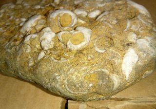 Ancient Shell Cluster Fossil From Texas,  1.  56 Lbs,  Display Piece Quality 3