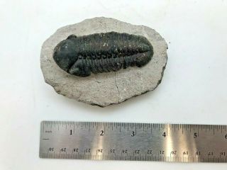 Ancient Fossil Trilobite - 416/358 Million Years Old - FT1 3