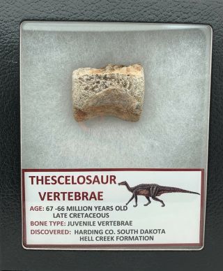 Ancient Thescelosaur Dinosaur Partial Vertebrae From Hell Creek Formation,  Mt