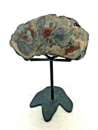 Ancient Fossil Dinosaur Poop " Coprolite " On A Stand - 156/146 Myo - Small