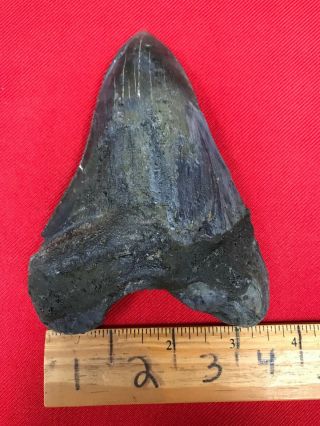 Ancient Museum Prepped Megalodon Shark Tooth - 23/3.  6 Million Years Old - Rrmtr6