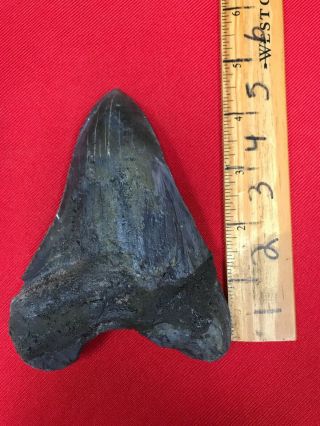 Ancient Museum Prepped Megalodon Shark Tooth - 23/3.  6 Million Years Old - RRMTR6 2