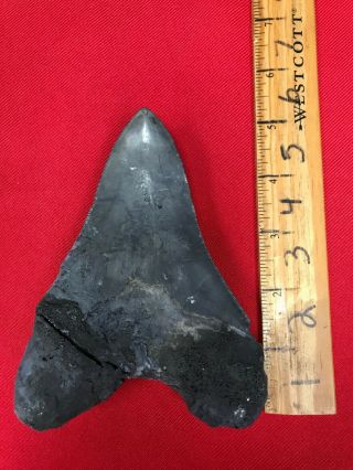 Ancient Museum Prepped Megalodon Shark Tooth - 23/3.  6 Million Years Old - RRMTR6 3