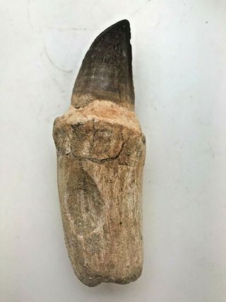 Ancient Mosasaurus Tooth W/th Root - 65 Mya - Mt35