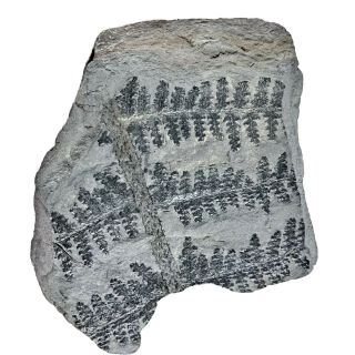 Ancient Fern Fossil Authentic Prehistoric Artifact - 300 Million Bc Alabama F