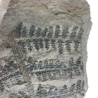 Ancient Fern Fossil Authentic Prehistoric Artifact - 300 Million BC Alabama F 2