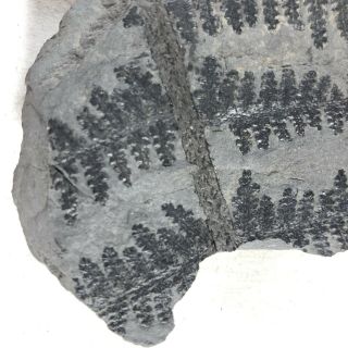 Ancient Fern Fossil Authentic Prehistoric Artifact - 300 Million BC Alabama F 3