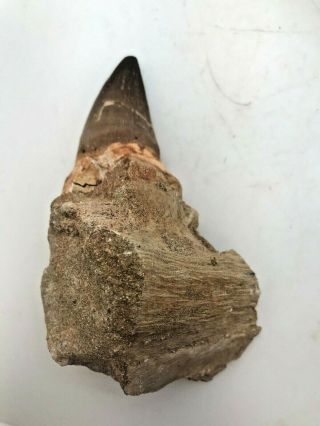 Large Ancient Mosasaurus Tooth With Root - 65 Mya - Mt45