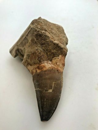 LARGE ANCIENT MOSASAURUS TOOTH WITH ROOT - 65 MYA - MT45 2