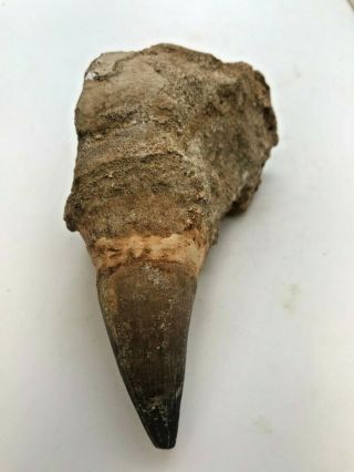 LARGE ANCIENT MOSASAURUS TOOTH WITH ROOT - 65 MYA - MT45 3