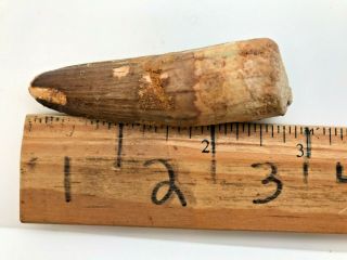 ANCIENT FOSSILIZED SPINOSAURUS TOOTH - 98/95 MYO - SP1113 2