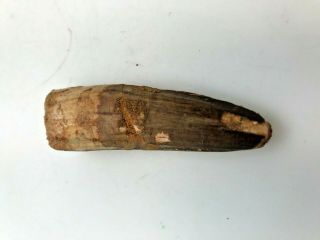 ANCIENT FOSSILIZED SPINOSAURUS TOOTH - 98/95 MYO - SP1113 3