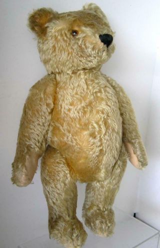 1950 ' s Steiff Teddy Bear Curly GOLD Mohair w/ ID Large 20 