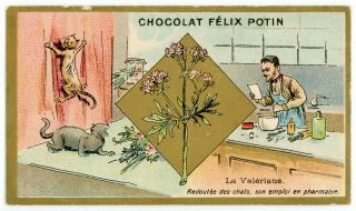 Antique 1872 Vict Pharmacy Trade Card Chocolate Félix Potion Valerian Chats Cats