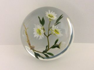Vintage Paul Stankard Floral Daisy Art Glass Paperweight B979 1983