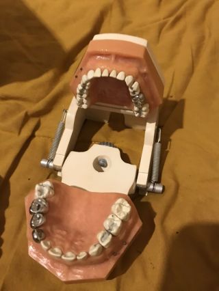Kilgore International Human Skull Vintage Dental Oddity Dental Teeth 3