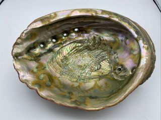 Huge 11 1/4” Vintage Estate 1960’s Red Abalone Shell Gorgeous 4lbs 9oz