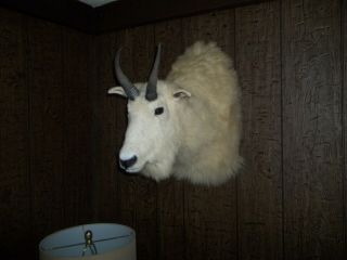 Vintage Large Thick Coat Taxidermy Rocky Mountain Goat Billygoat Shoulder Mount