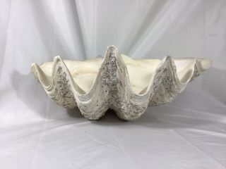 REAL Vintage GIANT Clam Tridacna Gigas Sea Shell 18.  5 
