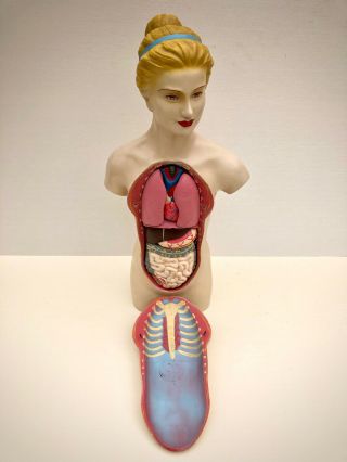 Vintage Human Torso Anatomical Model Anatomy Woman Internal Organs Teaching Aid
