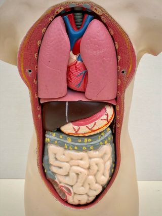 Vintage Human Torso Anatomical Model Anatomy Woman Internal Organs Teaching Aid 3