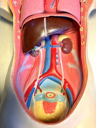 Vintage Human Torso Anatomical Model Anatomy Woman Internal Organs Teaching Aid 4