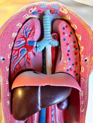 Vintage Human Torso Anatomical Model Anatomy Woman Internal Organs Teaching Aid 5