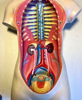 Vintage Human Torso Anatomical Model Anatomy Woman Internal Organs Teaching Aid 6